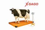 Sapi-Holstein-di-Platform-Timbangan_11zon